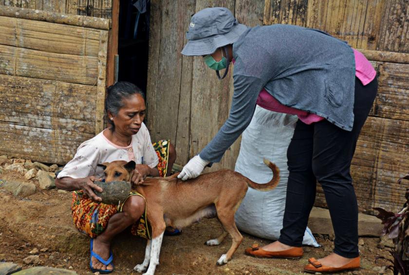 Preventive measure: A vet vaccinates a dog in Kampung Melo on Aug. 31. Increased coverage for vaccinations is helping to control the spread of rabies, especially on Flores and Lembata. (JP/Markus Makur) 