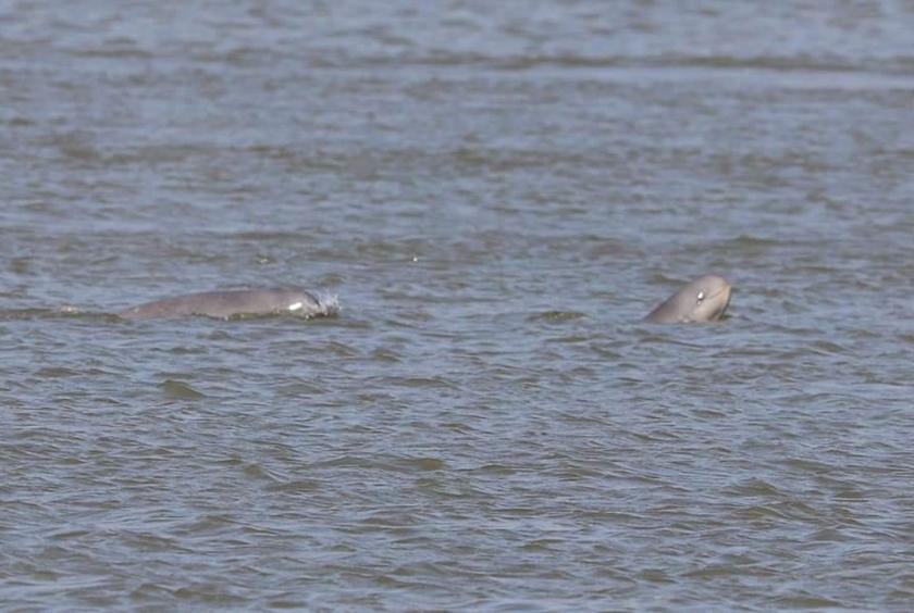 Irrawaddy baby dolphins spotted in the Ayeyawady River (Photo-Irrawaddy dolphin projection team) 