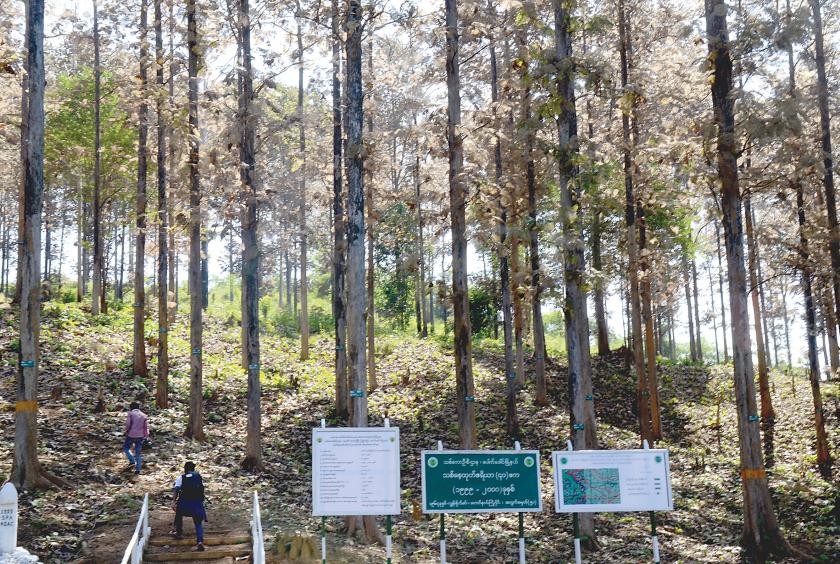 Forest plantations in Bago Mountain Range. (Photo-Hsan Htoo Aung).