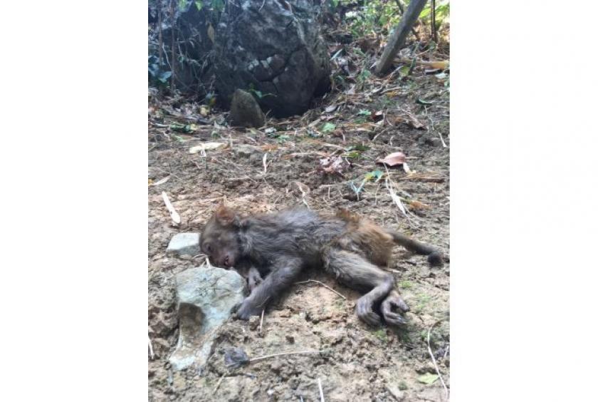 A photo of a monkey that died earlier this week from a forest fire in the Doi Luang Chiang Dao area, posted on Facebook by the Chiang Maibased “Muanjai Natural Agriculture Group” on Monday evening./The Nation
