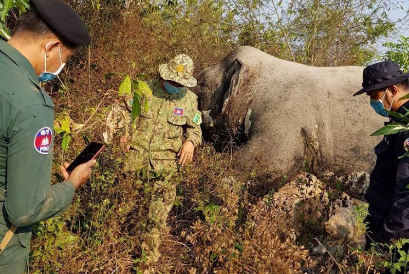 Poachers kill elephant in Cambodia wildlife sanctuary 