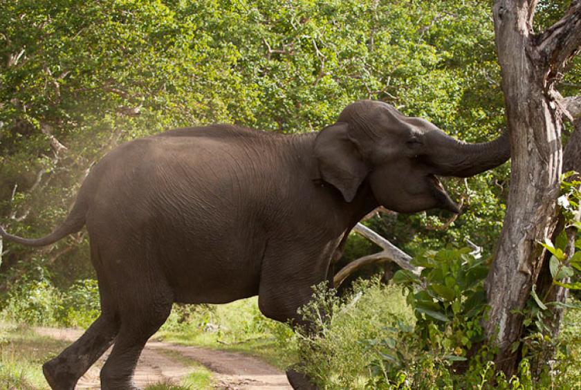 Farm hand cheats death by playing dead in wild elephant attack | #