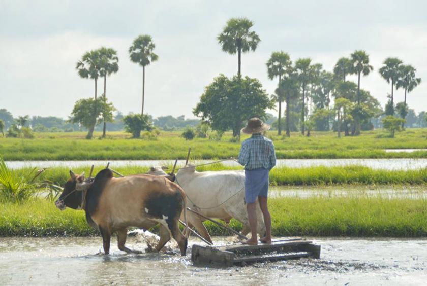 A farm work site seen in upper Myanmar (Photo-Htay Hla Aung)