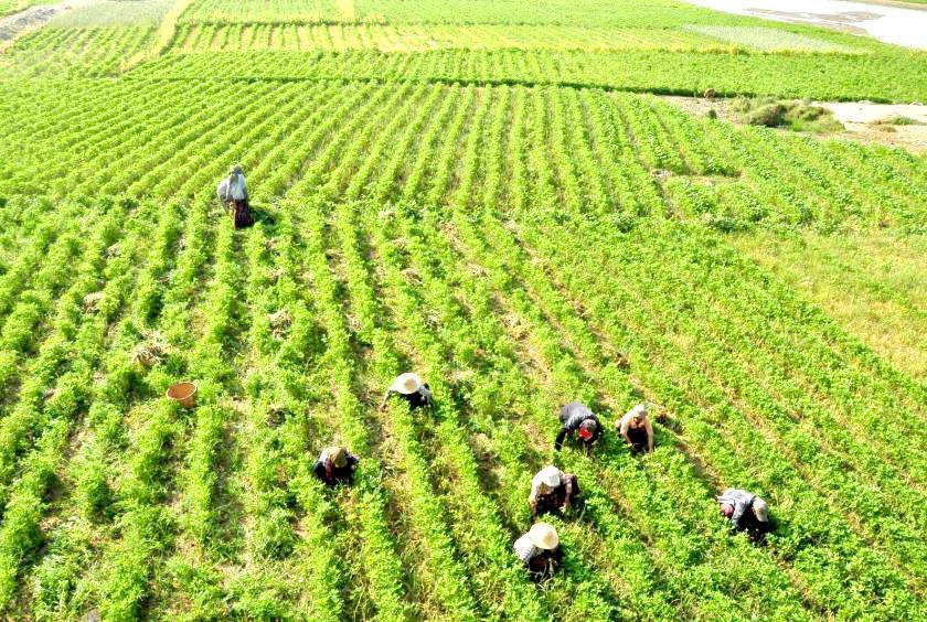 Caption: Farmers harvesting onions near Yaw River last ye