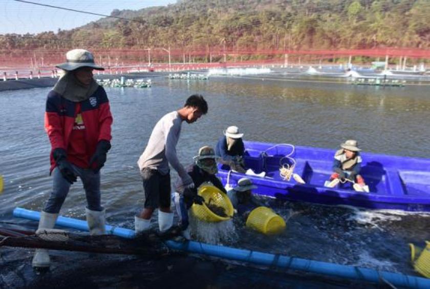 A seawater fish and prawn farming site in Taninthayi Region (Photo-Zaw Moe Oo-Myeik) 