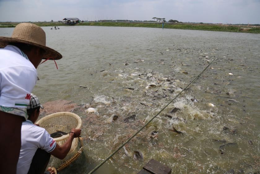 A fish farm seen in Ayeyawady Region (Photo-Kyi Naing) 