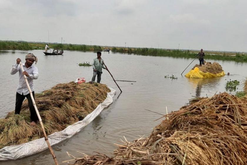  Farmers bring boatloads of paddy after harvesting from a flooded field in Chatmohar upazila of Pabna. Photo: Star