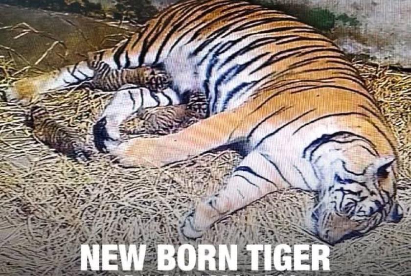 Photo: Yadanabon Zoological Gardens