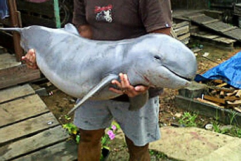 Thousands of rare Irrawaddy dolphins found