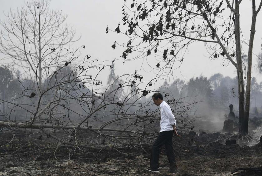 President Joko “Jokowi” Widodo inspects the damage caused by ongoing forest fires in Pekanbaru, Riau, on Tuesday. (Antara/Puspa Perwitasari)
