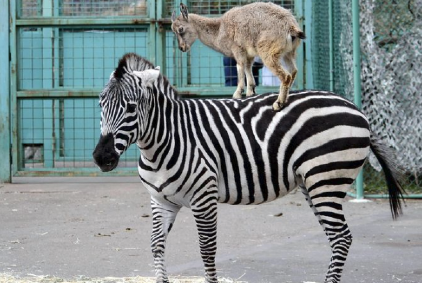 Goat getting on zebra's back going to Bremen Town