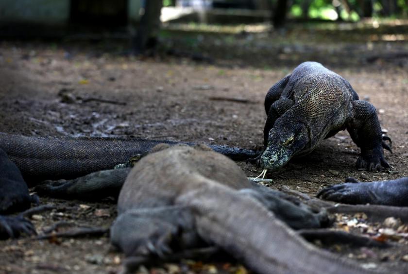 Komodo dragons feed together on March 29, 2018 on the small island of Rinca off the western coast of Flores Island in East Nusa Tenggara. (JP/Wienda Parwitasari)