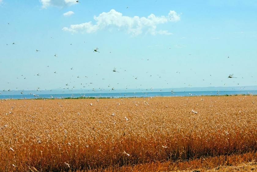 The Rajasthan government has made an emergency plan to deal with it and preparations are being made to spray insecticides from drones in remote inaccessible areas for effective control measures, according to officials. (Representational image: iStock)