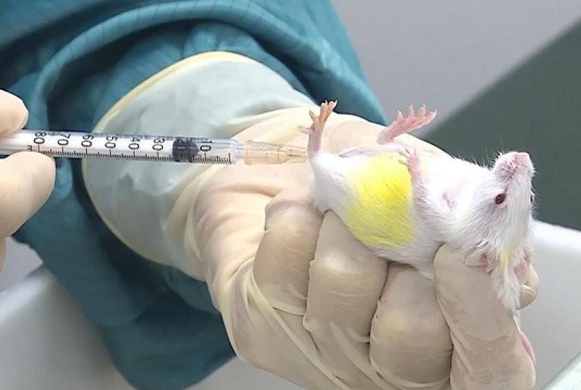 VABIOTECH researchers inject a mouse with SARS-CoV-2 antigens. — Photo courtesy of VABIOTECH