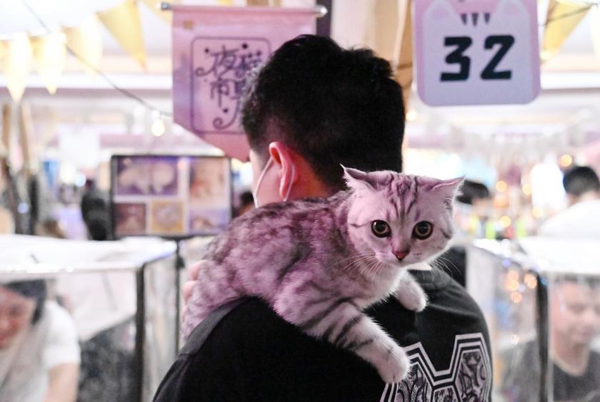 A man walks at a night market with his cat on his shoulder in Zhengzhou, Henan province on July 30, 2020. [Photo/Xinhua]