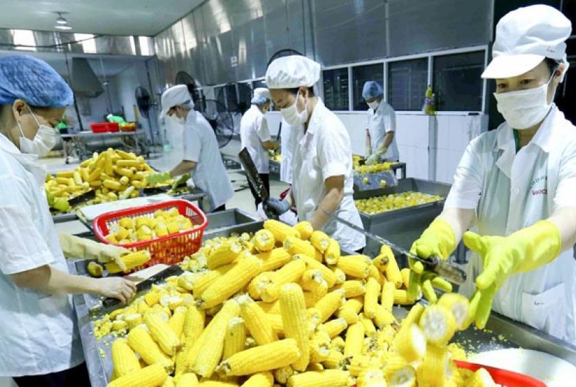 Sweet corn production line of Vifoco Company. — VNA/VNS Photo Vũ Sinh 