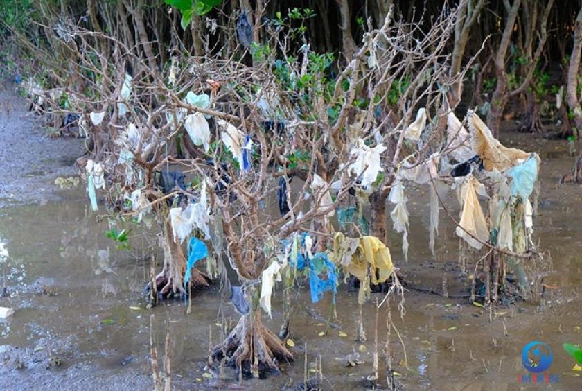 Plastic bags stuck on tree branches in a protective forest along coastal area of central Thanh Hóa Province. - Photo courtersy of Hùng Lekima
