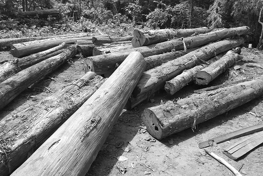 Seized illegal timber lots in Sagaing Region. (Photo-Forest Department)