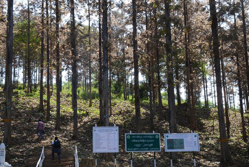 A forest plantation in Paukkhaung Township. 