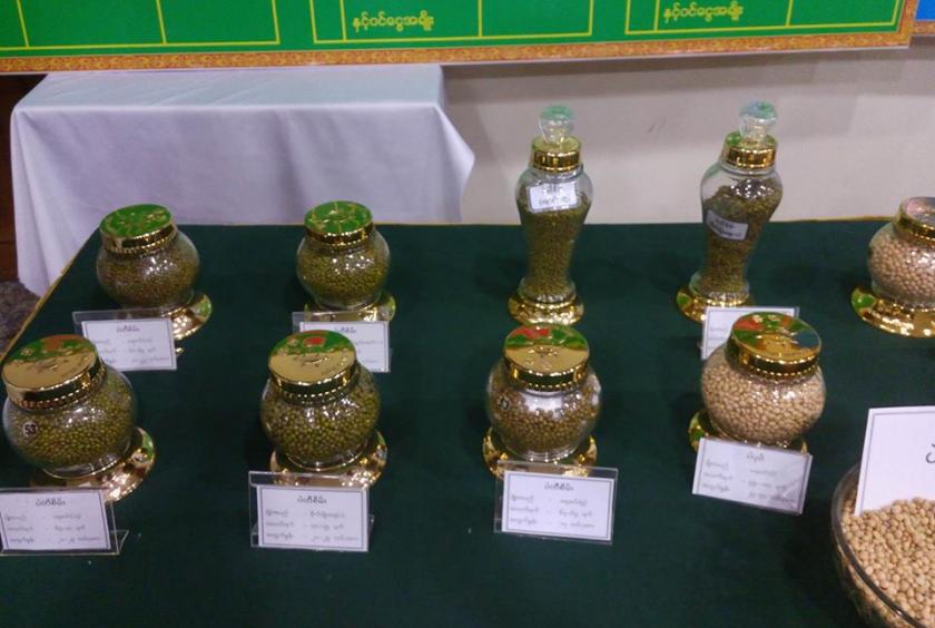 The samples of green gram are on display at the annual meeting of Myanmar Pulses, Beans and Sesame Seeds Merchants Association. (Photo-Nilar)