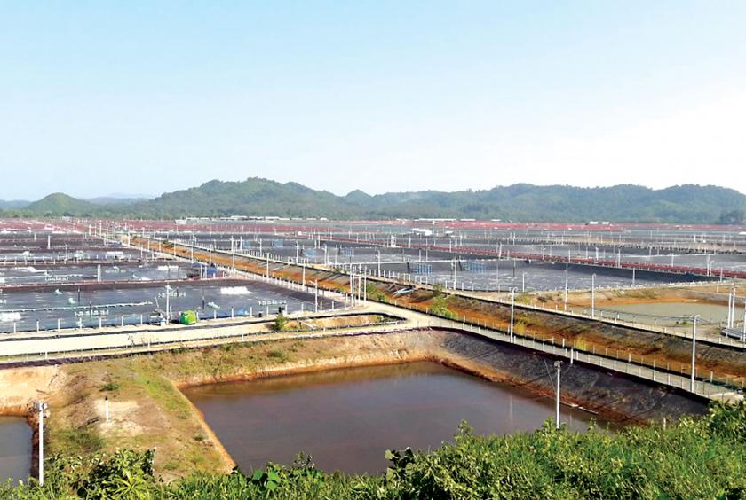 A prawn farming site in Taninthayi Region