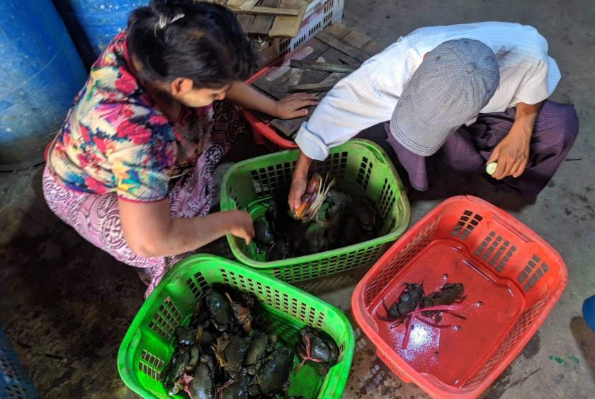 A crab wholesale center in Labutta Township. (Photo-Nilar Soe)