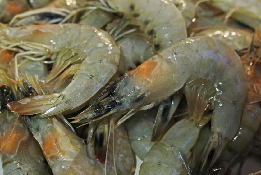 The US Food and Drug Administration put many Malaysian shrimp exporters on a "red list" last year, after samples of 18 shipments from 11 Malaysian exporters were detected to contain chloramphenicol.PHOTO ILLUSTRATION: PIXABAY