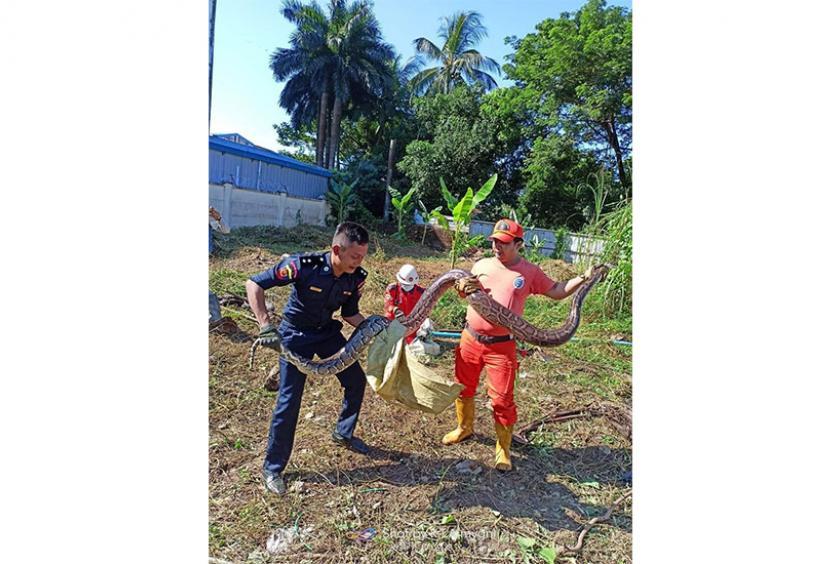 One of the captured snakes (Photo- Myanmar Rescueman)