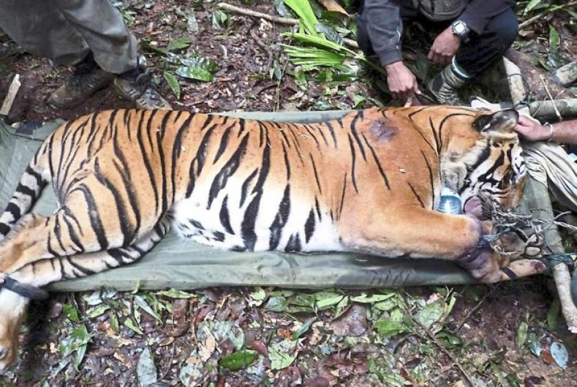 File photo from Perhilitan of an injured Malaysian tiger rescued from a poacher's trap in Perak