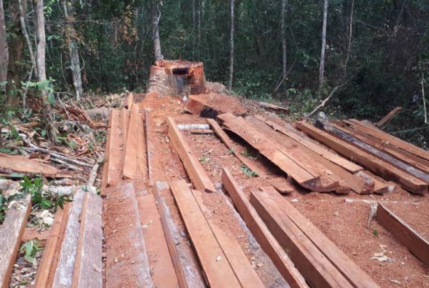 Illegal logging in Prey Lang Forest in Kampong Thom province. PLCN published a report on January 7 highlighting the ‘concerning rate’ at which logging continues in Prey Lang Forest. PREY LANG COMMUNITY NETWORK