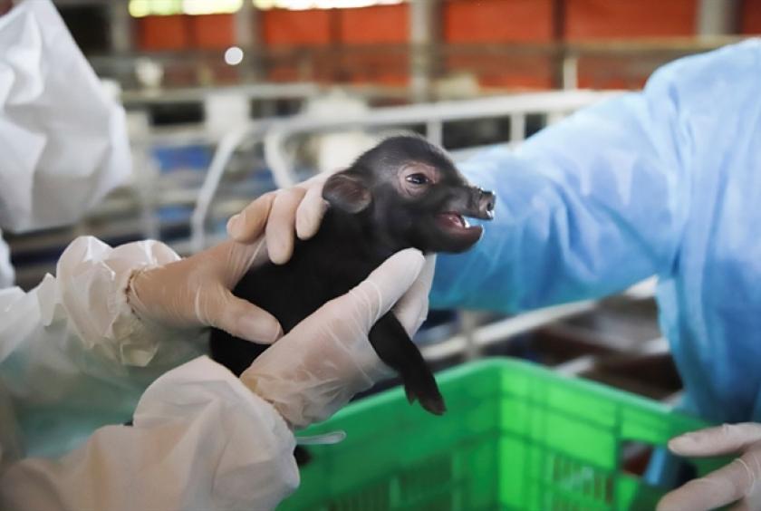 The first pig born in Việt Nam thanks to the application of somatic cell nuclear transfer technology. Photo: Bnews.vn