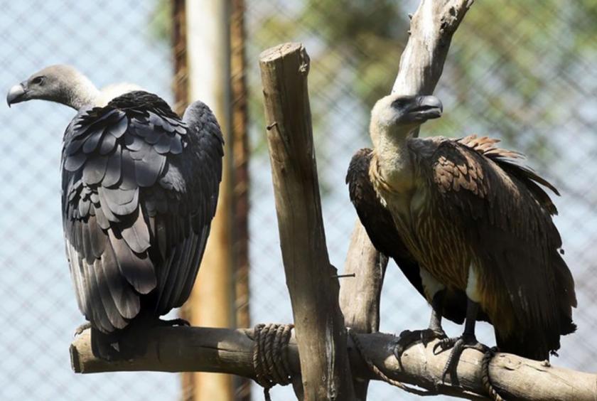 Experts stress the need for strengthening regional cooperation to protect vultures from extinction in South Asia. AFP file photo