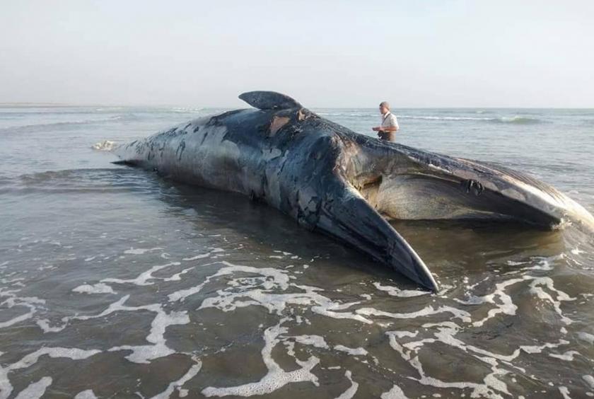  Photo shows the dead whale 