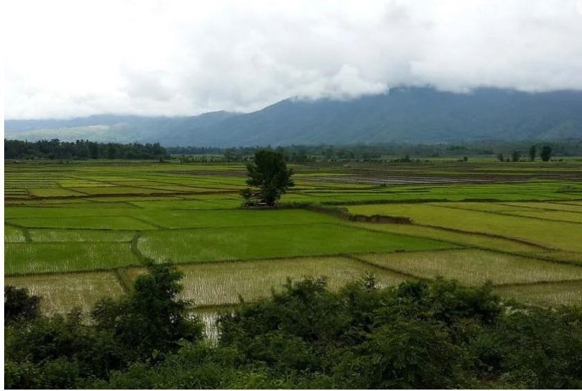 Myanmar plans to ship as much as 4 million tonnes of rice annually by 2025. ST PHOTO: NIRMAL GHOSH
