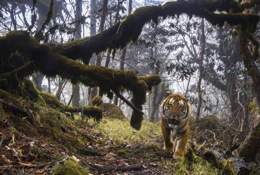 A wild tiger in Bhutan. (Photo credit to worldwildlife.org)