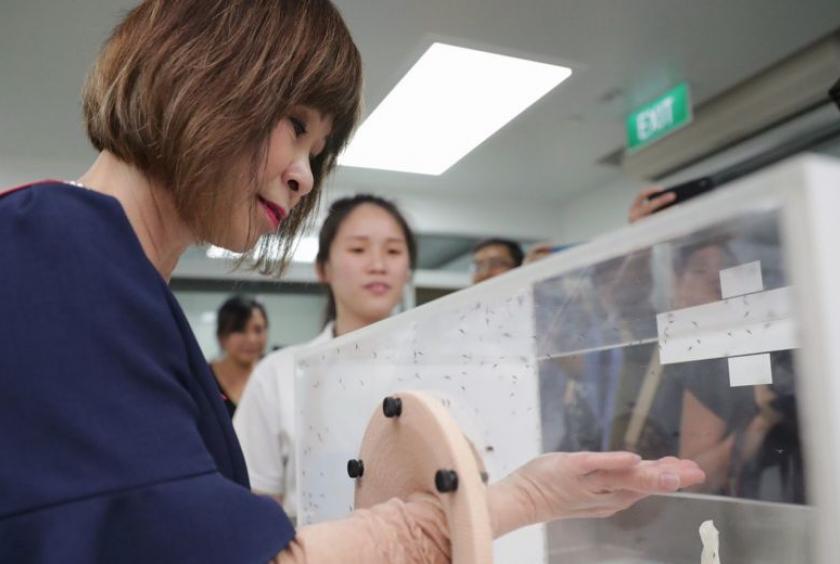 Senior Minister of State for the Environment and Water Resources Amy Khor places her hand in a cage full of male Wolbachia-Aedes aegypti mosquitoes, which do not bite, at the launch of a new mosquito breeding facility in Ang Mo Kio on Dec 2, 2019.ST PHOTO: GIN TAY