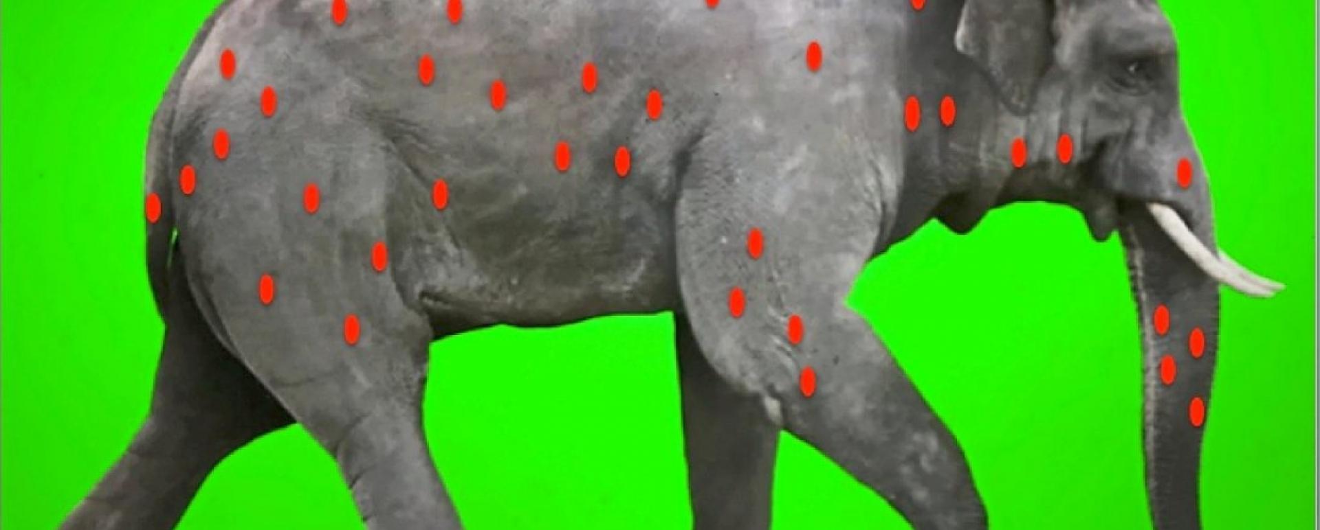Gruesome discovery: A photo showing the locations of 40 of the more than 70 bullets found in the elephant’s carcass.