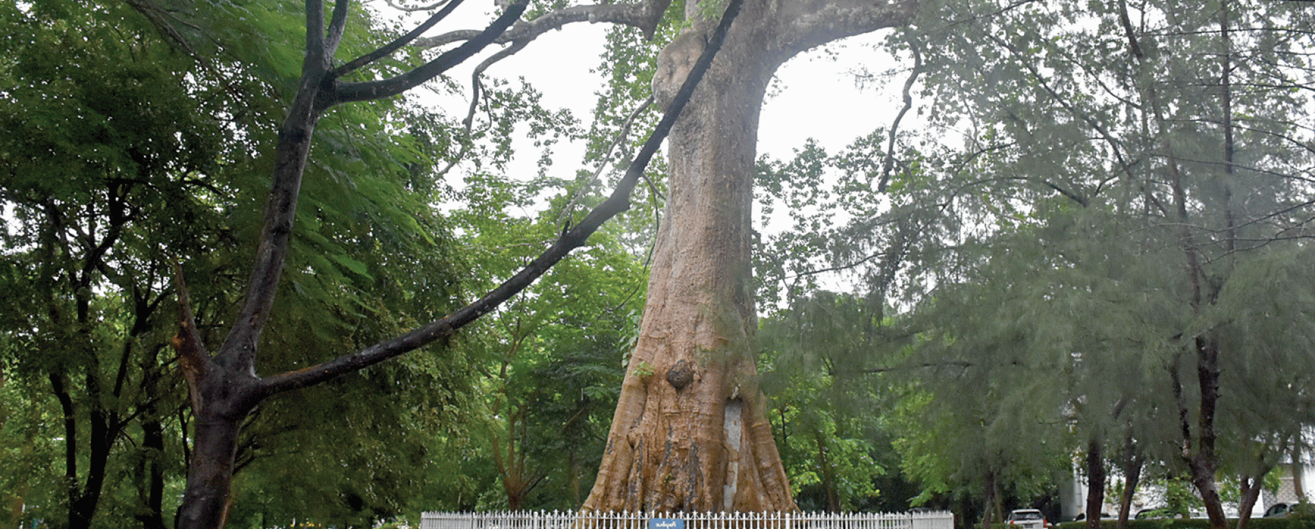 Over 100-year old Thitpok Tree in the compound of Yangon University (Photo-Lwin Myo Thu)