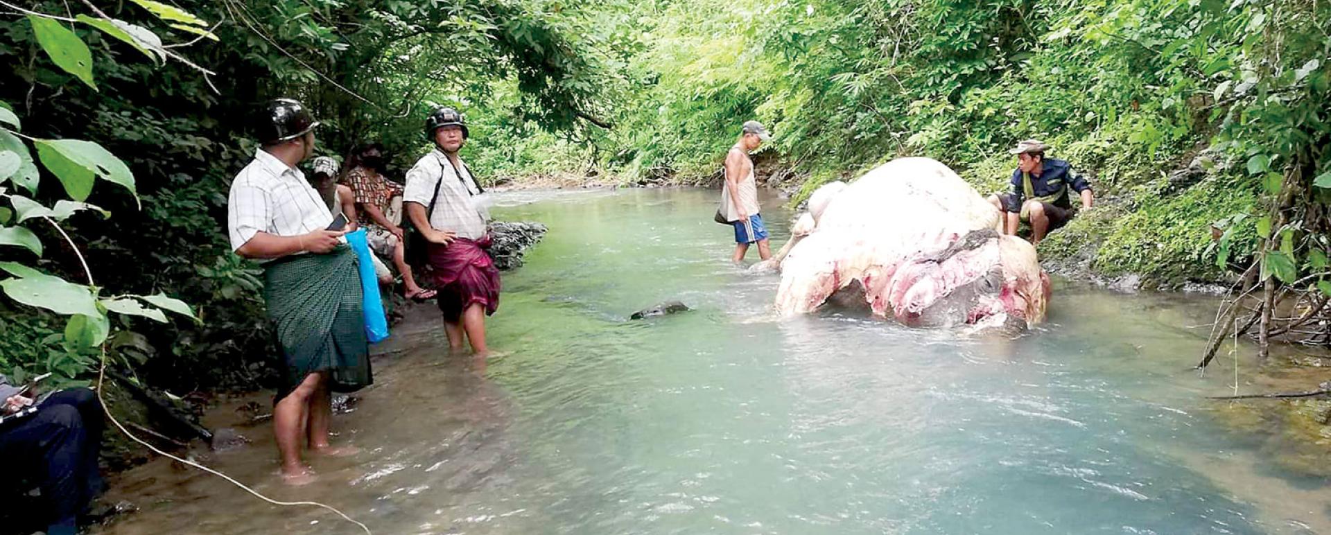 Authorities inspect wild elephant which was killed by elephant poachers (Photo-Ayeyawady Region Police Force)