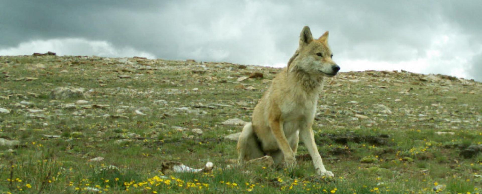 Besides, Nepal and China, these animals are also found in the Indian Himalayas and those found nearby Kyrgyzstan were mostly grey wolves. Photo Courtesy: Geraldine Werhahn/Himalayan Wolves Project  